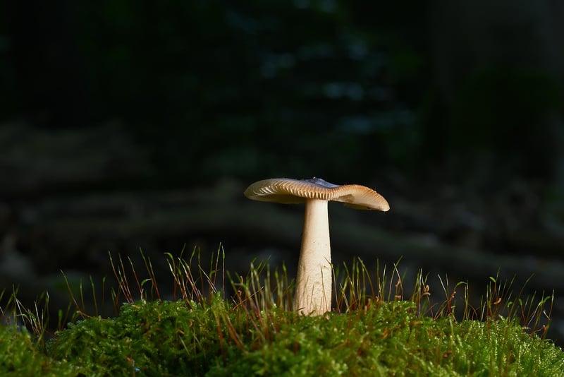 Forest Fashion